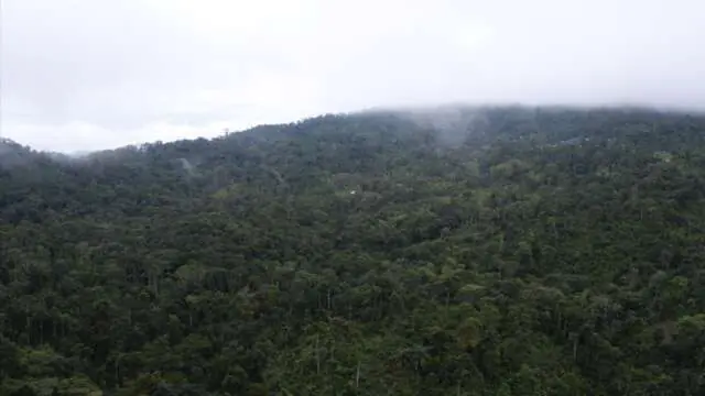 Bosques
