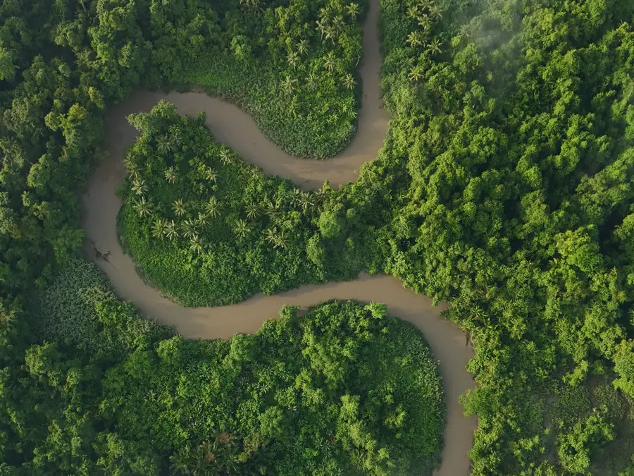 Forest